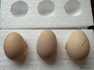 Hens poultry Light Sussex Hatching Eggs x6 - Advert 1