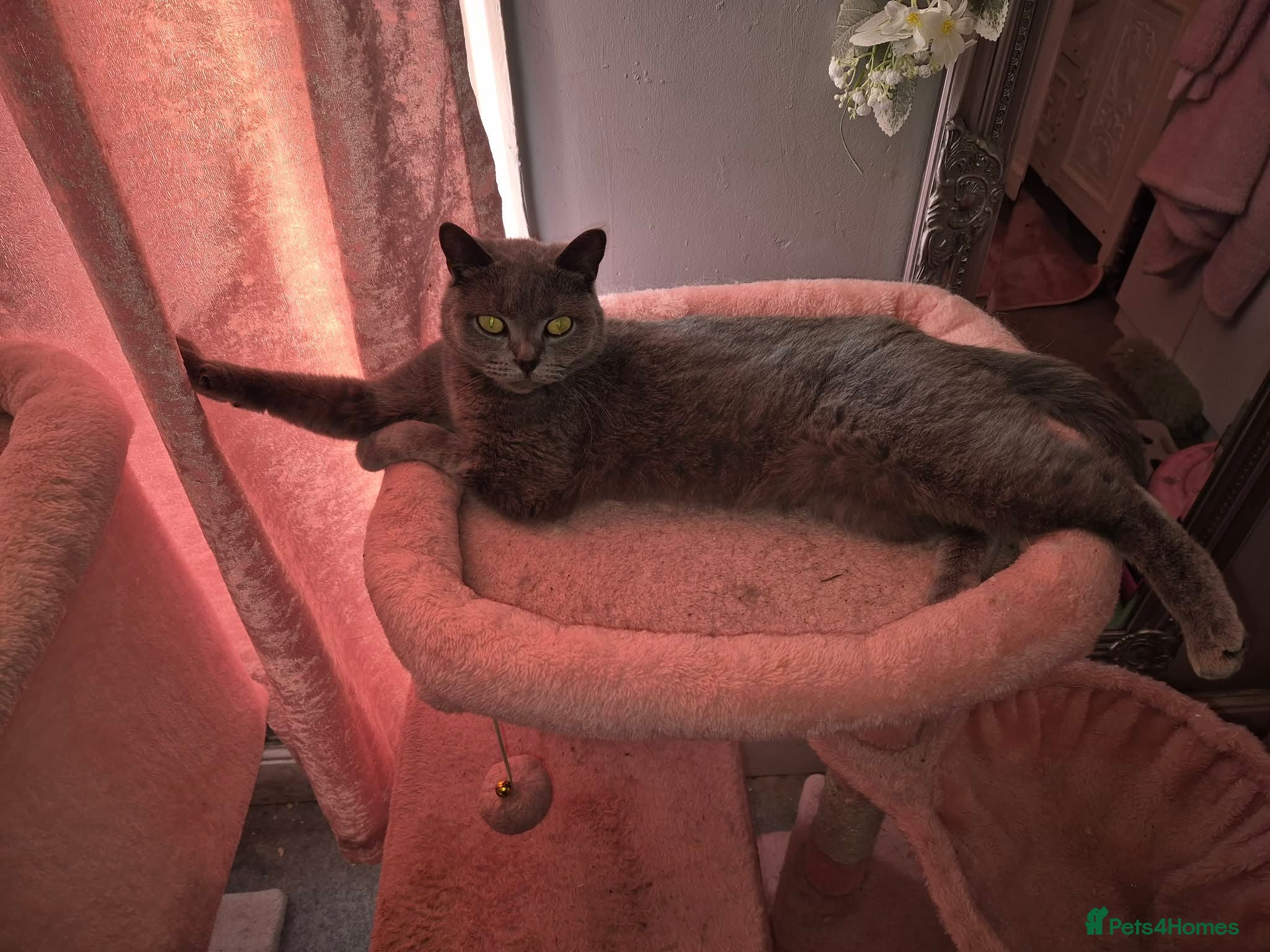 British Shorthair cats British shorthair (saffron) - Advert 1