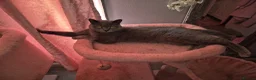 British Shorthair cats for sale: British shorthair (saffron) - Advert 1