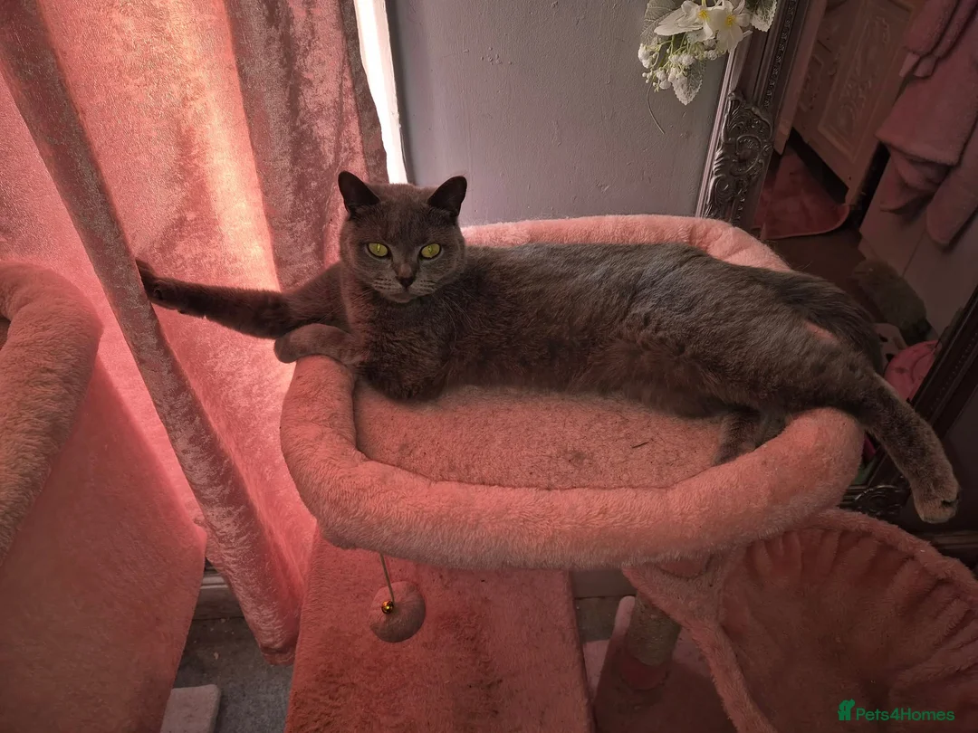 British Shorthair cats for sale: British shorthair (saffron) - Advert 1