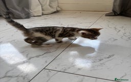 Bengal cats for sale: Bengal Kittens Ready2Go (Mother is TICA certified) in London - Image 17