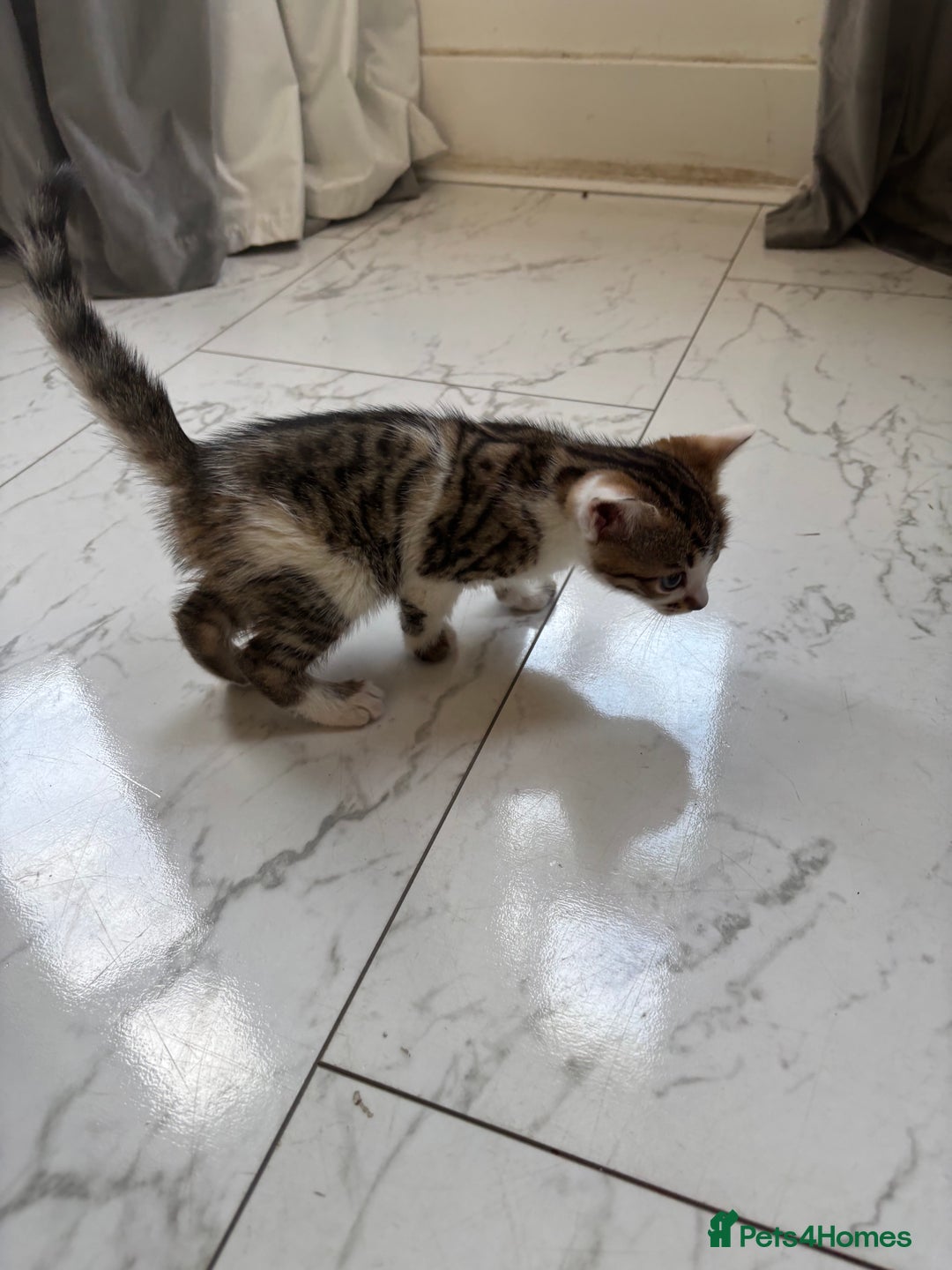 Bengal cats for sale: Bengal Kittens Ready2Go (Mother is TICA certified) in London - Image 17