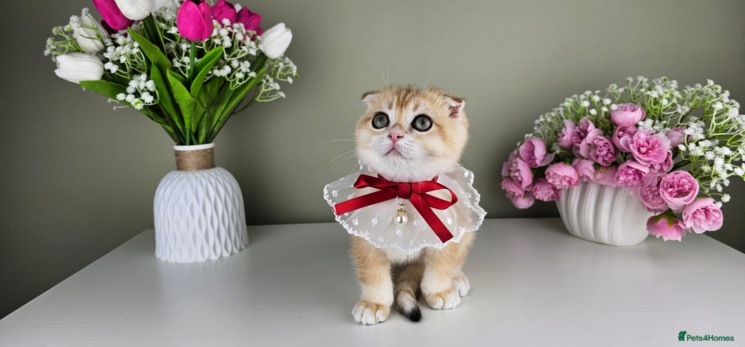 Scottish Fold cats for sale: READY NOW - TICA - SCOTTISH FOLD and STRAIGHT. - Image 17