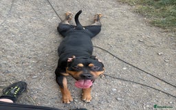 Staffordshire Bull Terrier dogs for sale: Urgent home needed  - Image 4