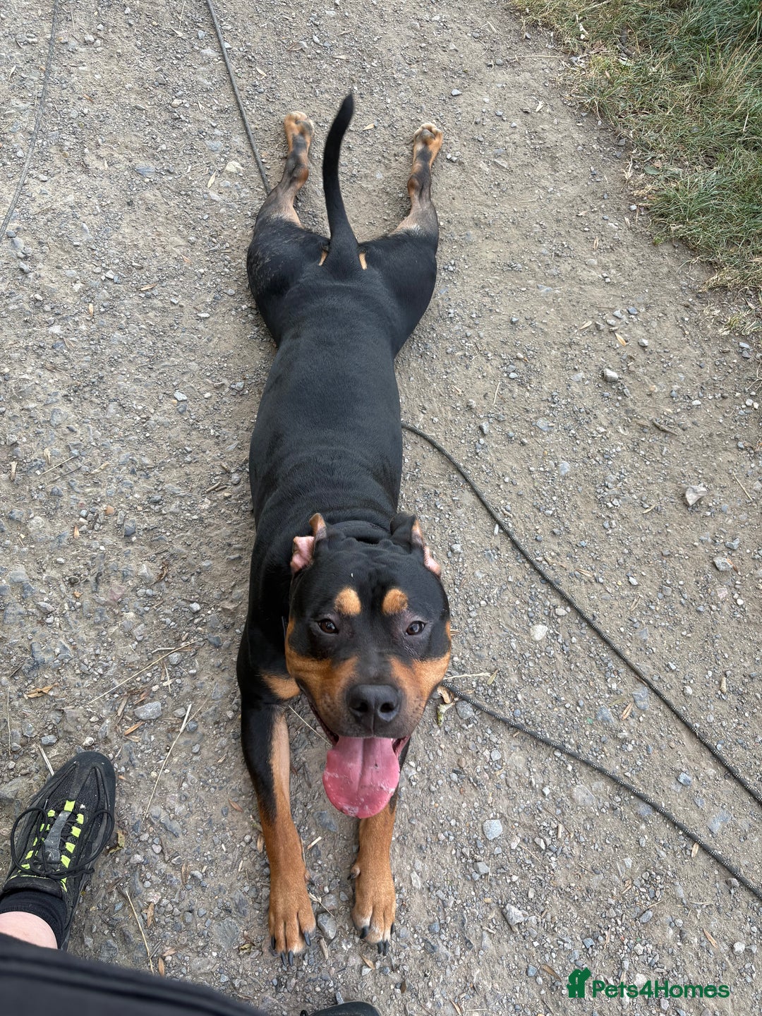 Staffordshire Bull Terrier dogs for sale: Urgent home needed  - Image 4