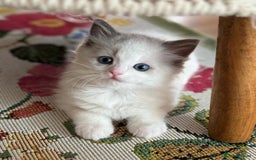 Ragdoll cats for sale: All looking a swt loving HM - Advert 4