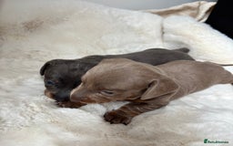 Miniature Dachshund dogs for sale: Miniature Dachshund Puppies  - Image 8