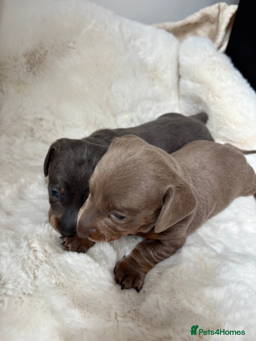 Miniature Dachshund dogs for sale: Miniature Dachshund Puppies  - Image 8