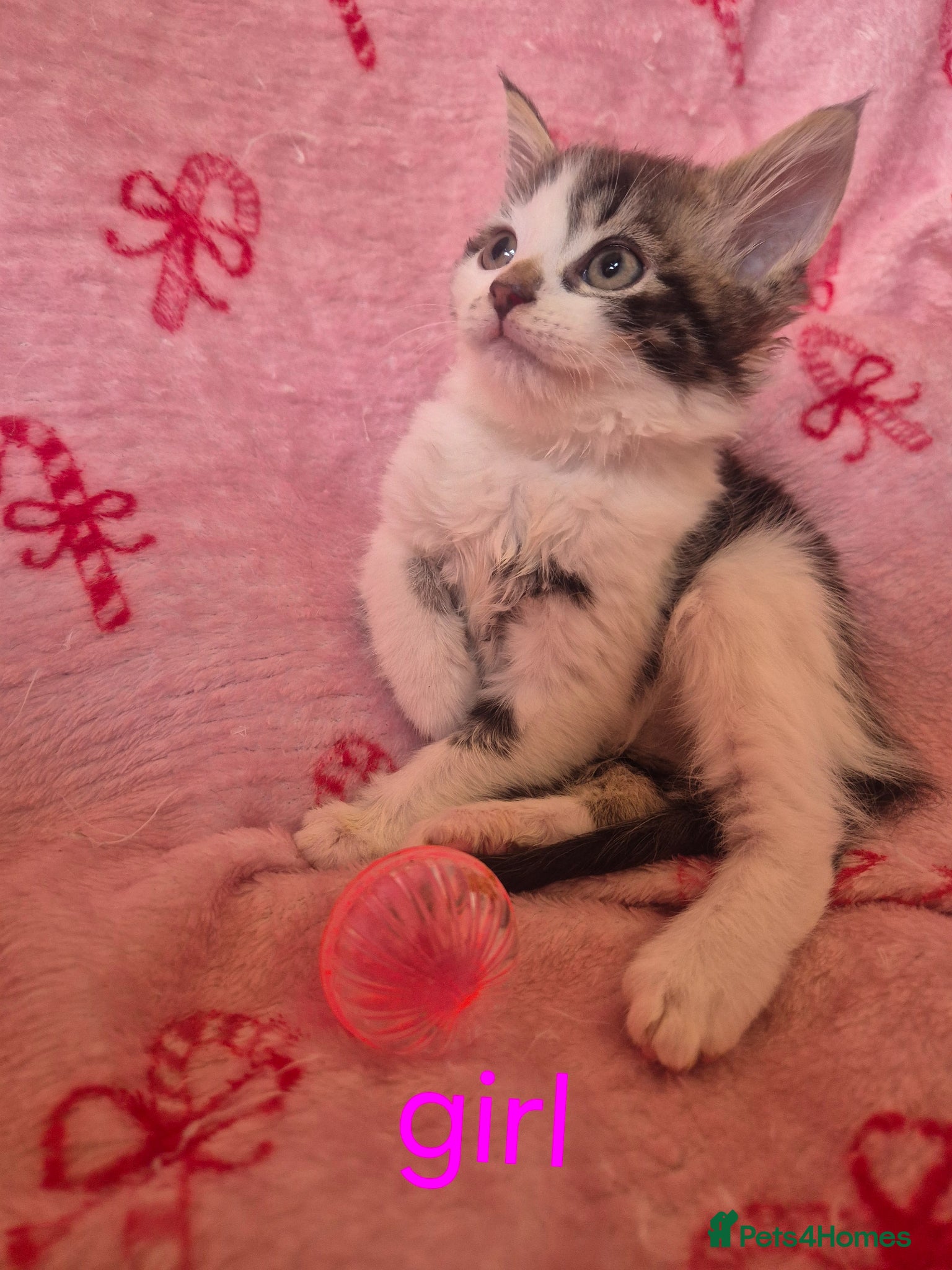Arabian Mau cats Gorgeous kittens  - Advert 1