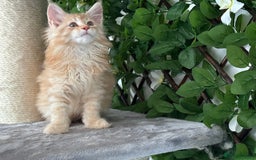 Maine Coon cats for sale: Tica DNA negative Maine Coon kittens  in Fordingbridge - Image 2