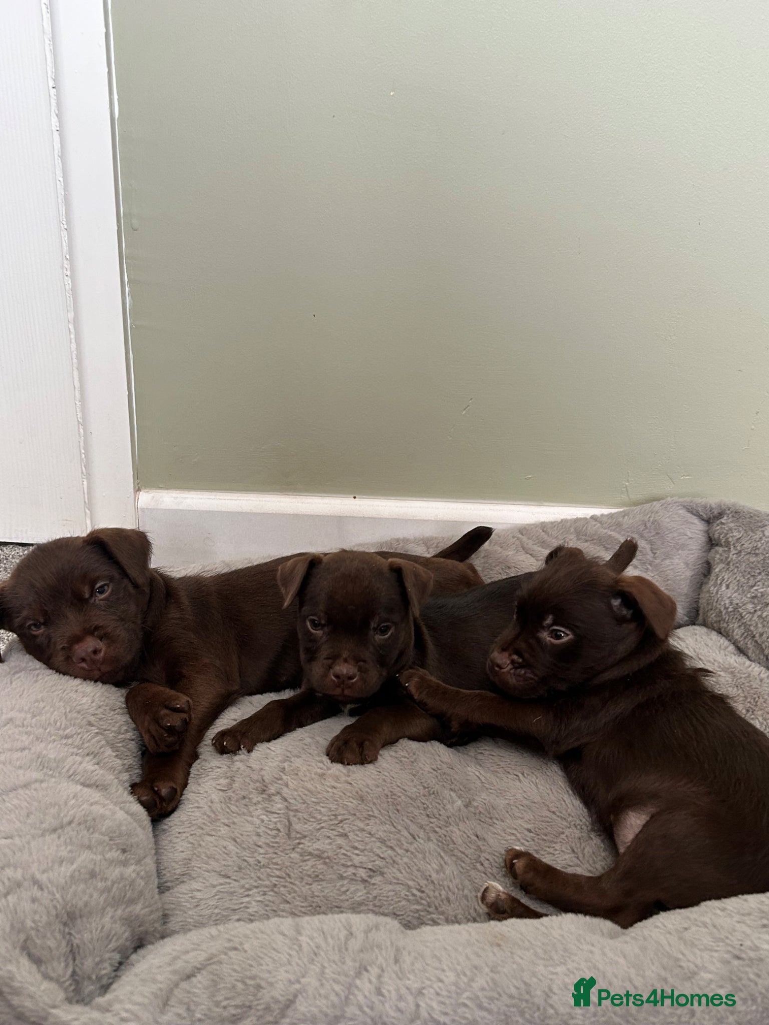 Patterdale Terrier dogs Patterdale puppies - Advert 2
