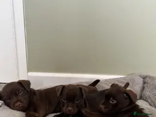 Patterdale Terrier dogs Patterdale puppies - Advert 2