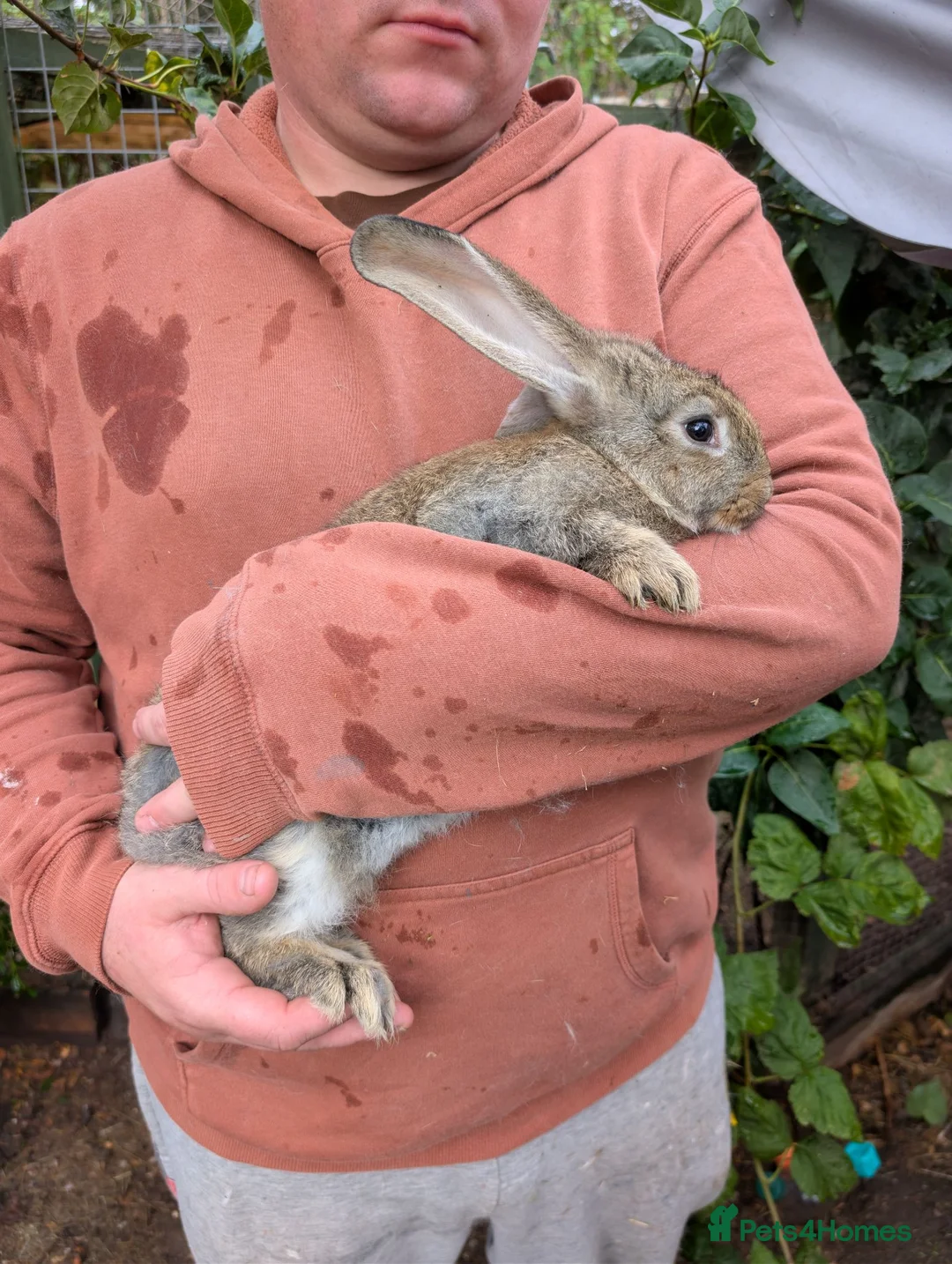 Continental Giant rabbits for sale: Continental Giant babies  - Advert 5