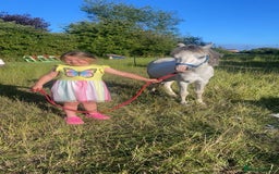 Welsh Section A horses for sale: Barbarossa dream time - Image 2