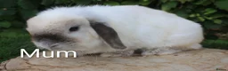 Mini Lop rabbits for sale: Mini lop female baby rabbit - Advert 6