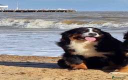 Bernese Mountain Dog dogs for sale: Beautiful Girl looking for her forever home  - Image 5