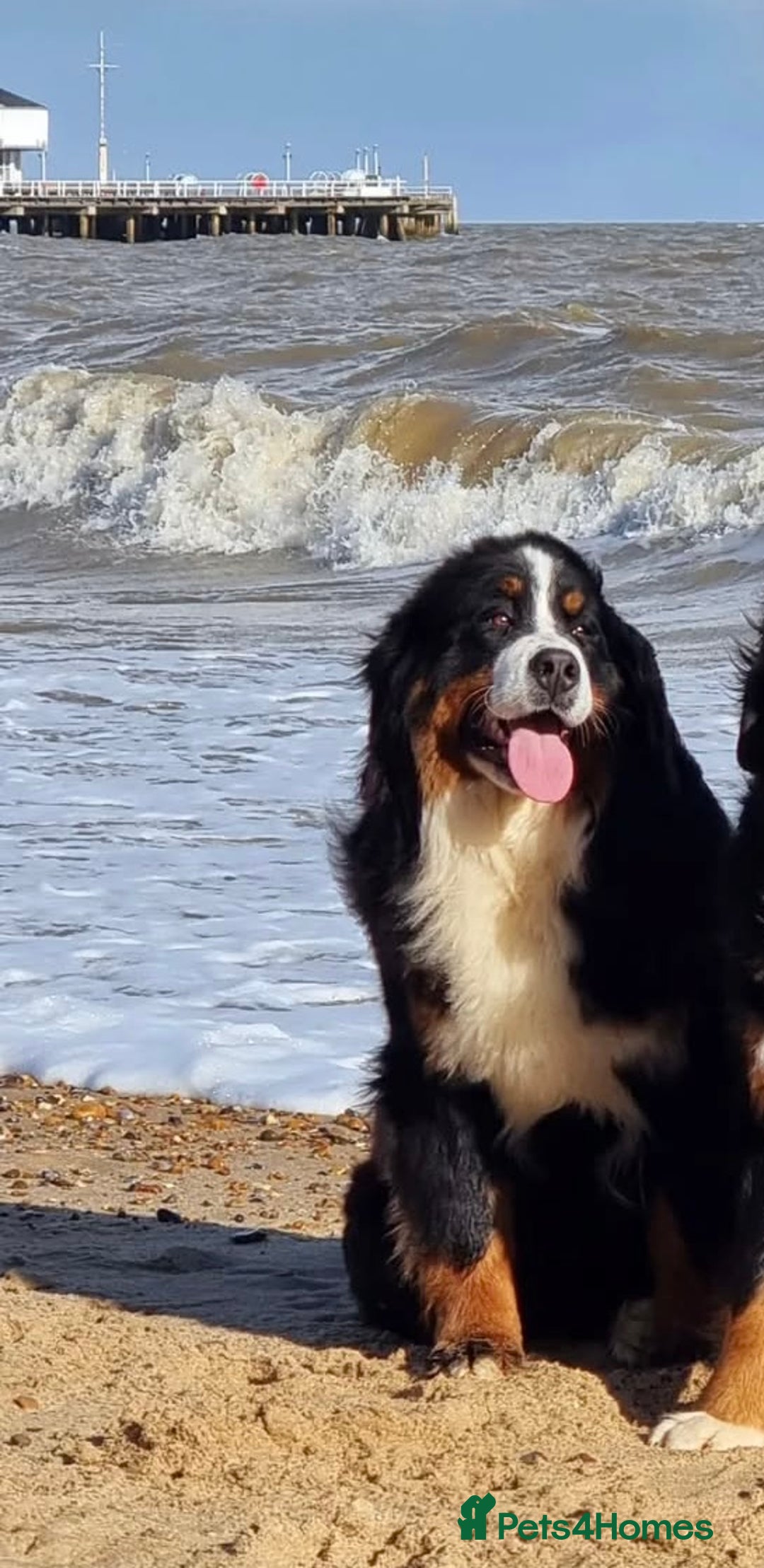 Bernese Mountain Dog dogs for sale: Beautiful Girl looking for her forever home  - Image 5