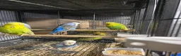 Budgerigars birds for sale: Exhibition Budgies - Advert 2
