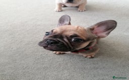 French Bulldog dogs for sale: Gorgeous French bulldog puppies Just 1 girl left!  - Advert 24
