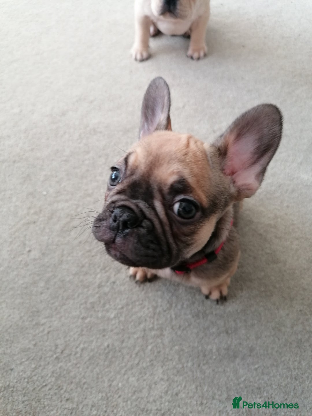 French Bulldog dogs for sale: Gorgeous French bulldog puppies Just 1 girl left!  - Advert 24