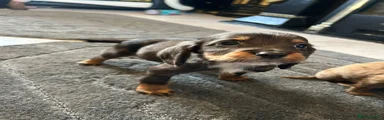 Cocker Spaniel 1