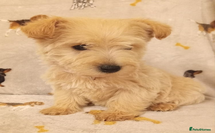 West Highland Terrier dogs - Advert 3