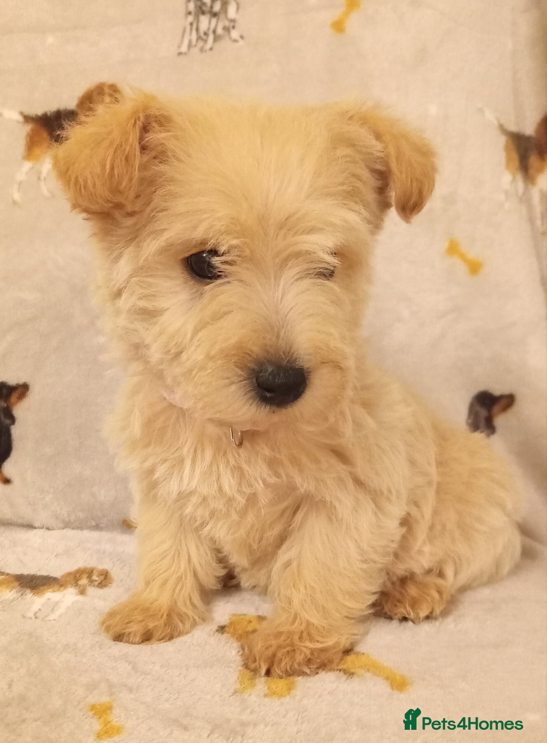 West Highland Terrier dogs for sale: Westiepoo puppies  - Image 1