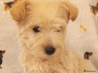 West Highland Terrier dogs - Advert 5