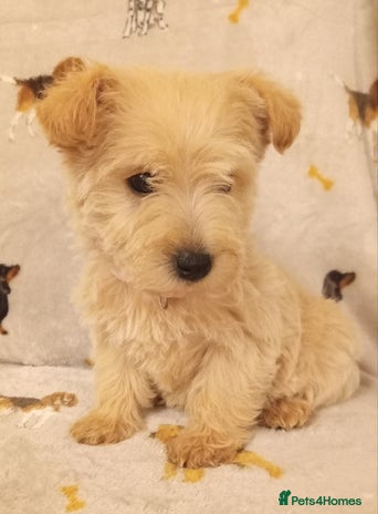 West Highland Terrier dogs - Advert 4