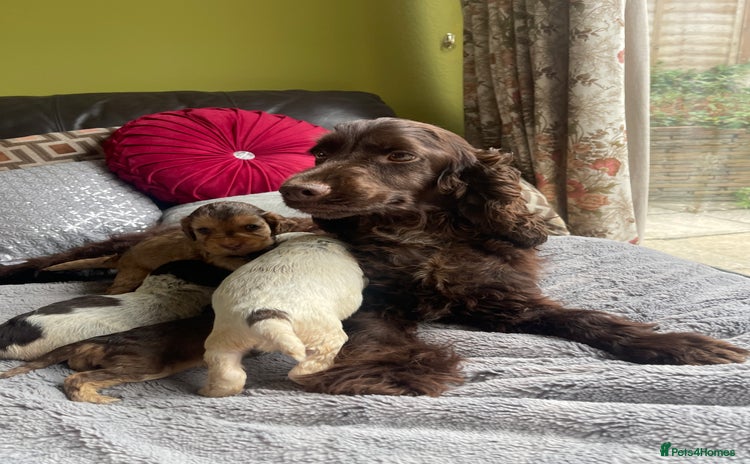 Cocker Spaniel dogs - Advert 1