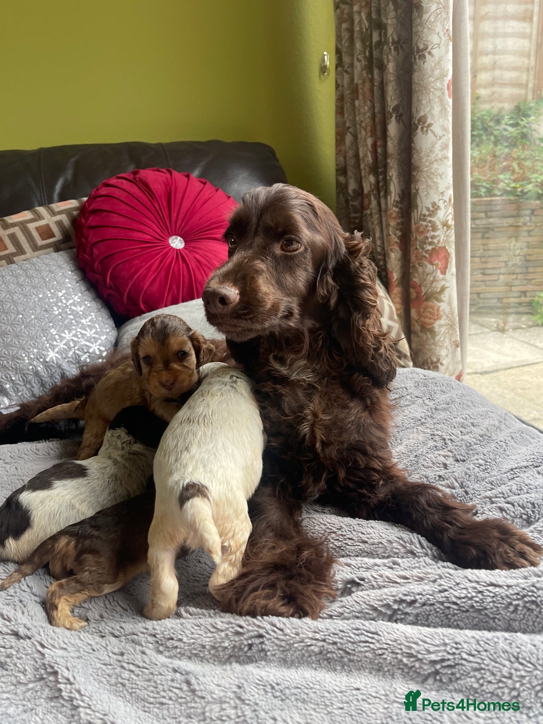 Cocker Spaniel dogs for sale: KC Show Cockers - 1 Girl , 3 Boys remaining! - Image 4