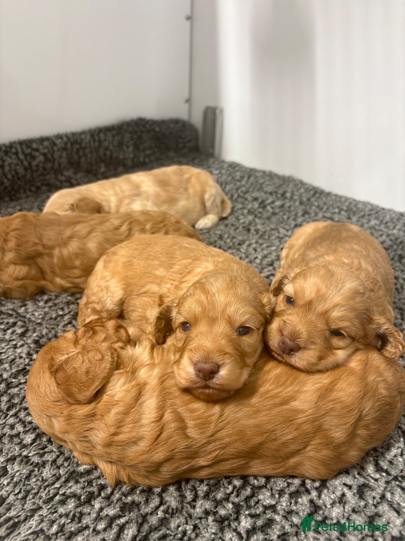 Cockapoo dogs Stunning f1 cockapoo’s - Advert 2