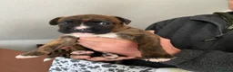 Mixed Breed dogs for sale: Home Reared Boxer cross Puppies – 4 Boys Available - Advert 31