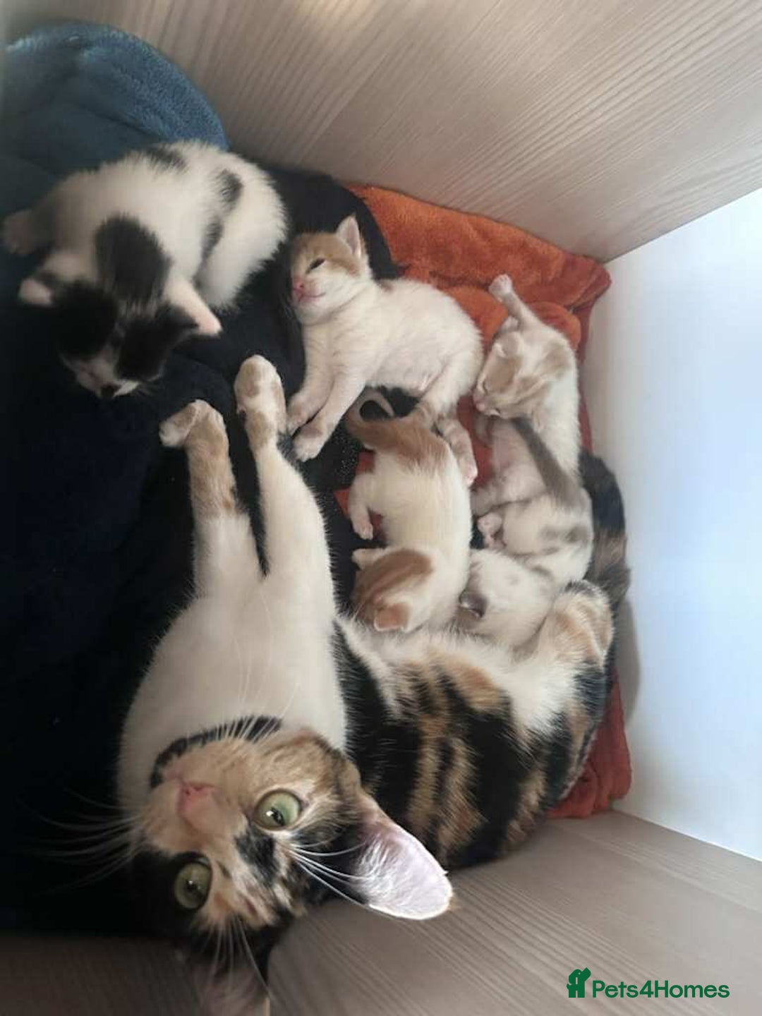 Mixed Breed cats for sale: Kittens 🐯🩷💛 - Image 9
