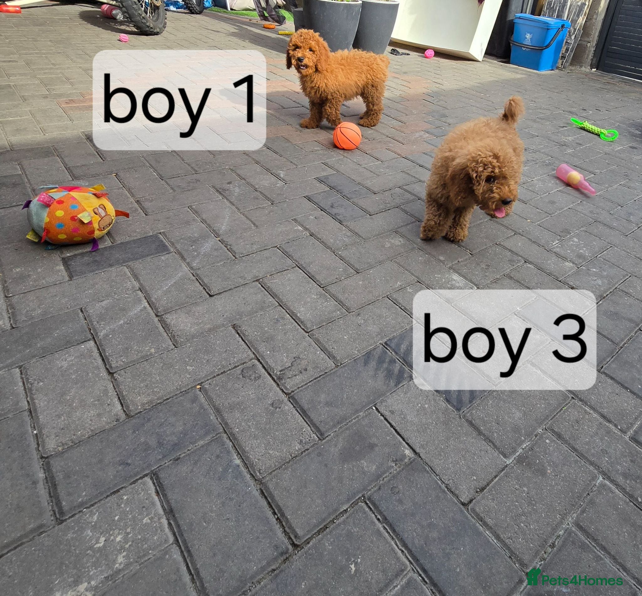 Cavapoo dogs BOYS ONLY cavapoo pups ready to leave  - Advert 2