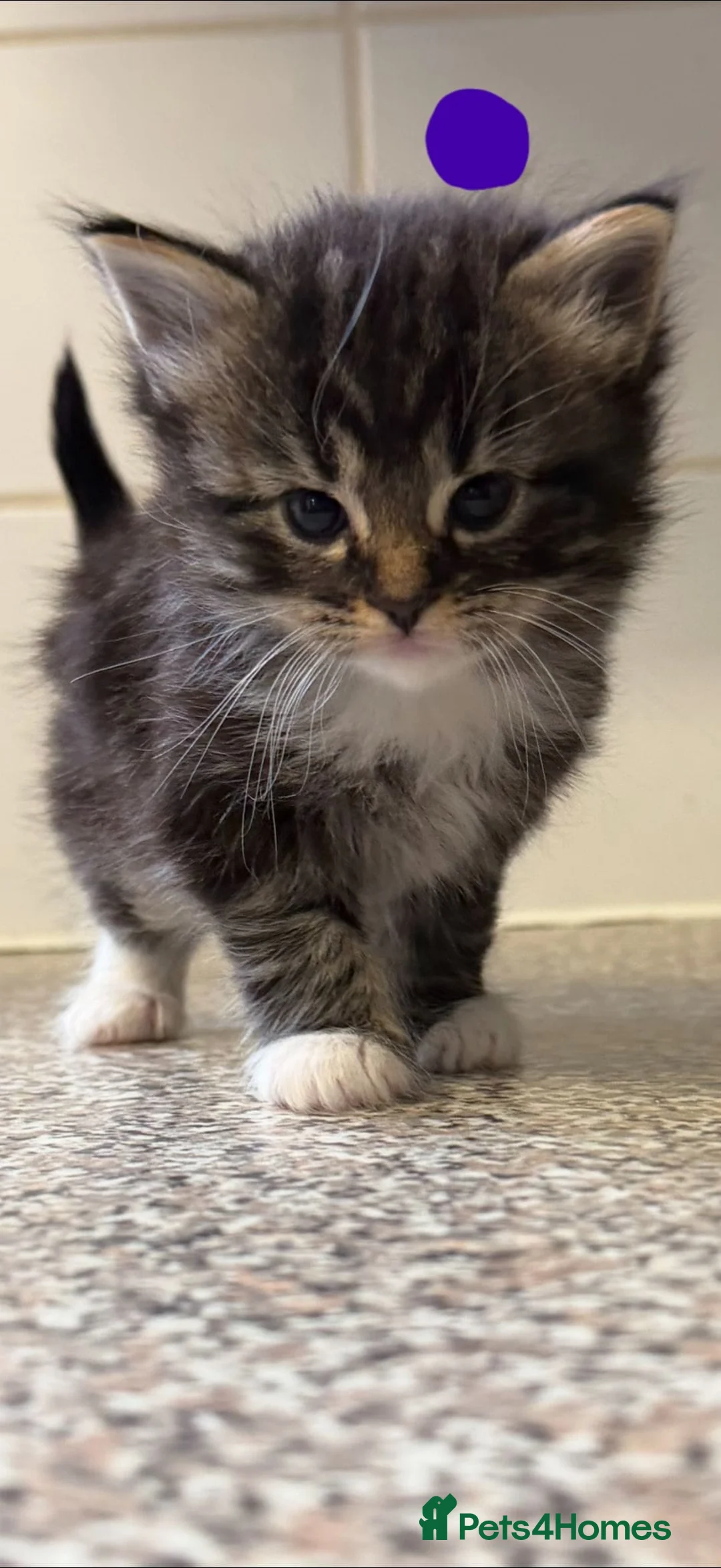 Mixed Breed cats for sale: 6 beautiful kittens in Wellingborough - Advert 2