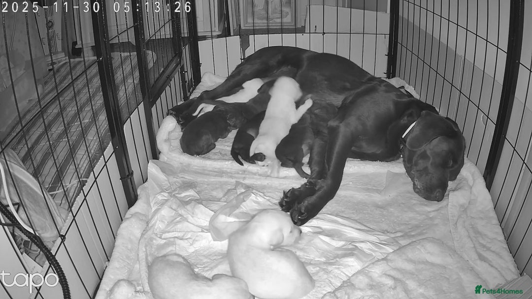 Labrador Retriever dogs for sale: Mr Dearden - Advert 2