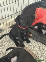 Mixed Breed dogs - Advert 5