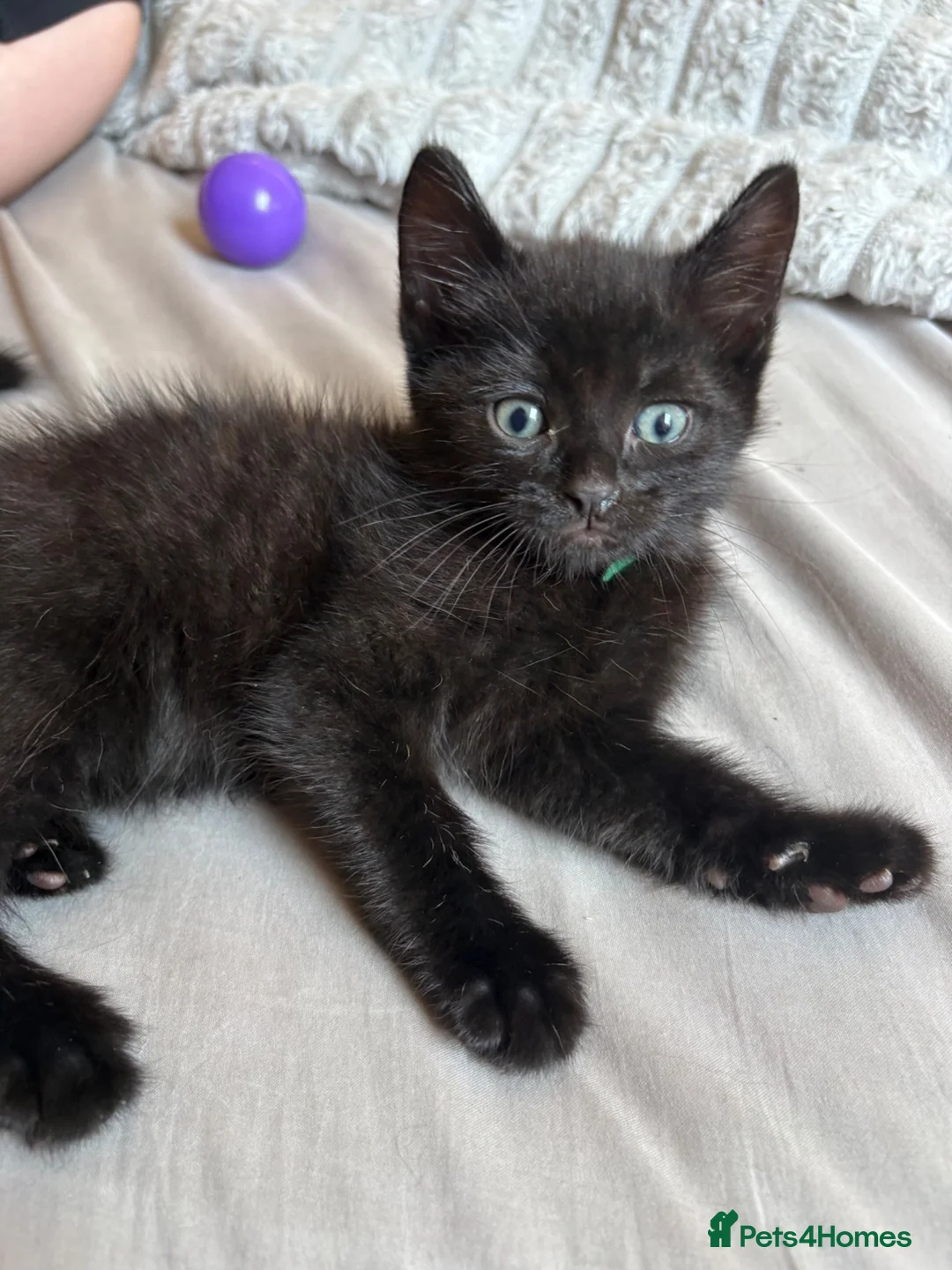 Mixed Breed cats for sale: 4Beautiful kittens looking for their forever home  - Advert 2