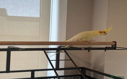 Cockatiels birds for sale: Tame Cockatiel LUTINO 6Months Old - Image 3