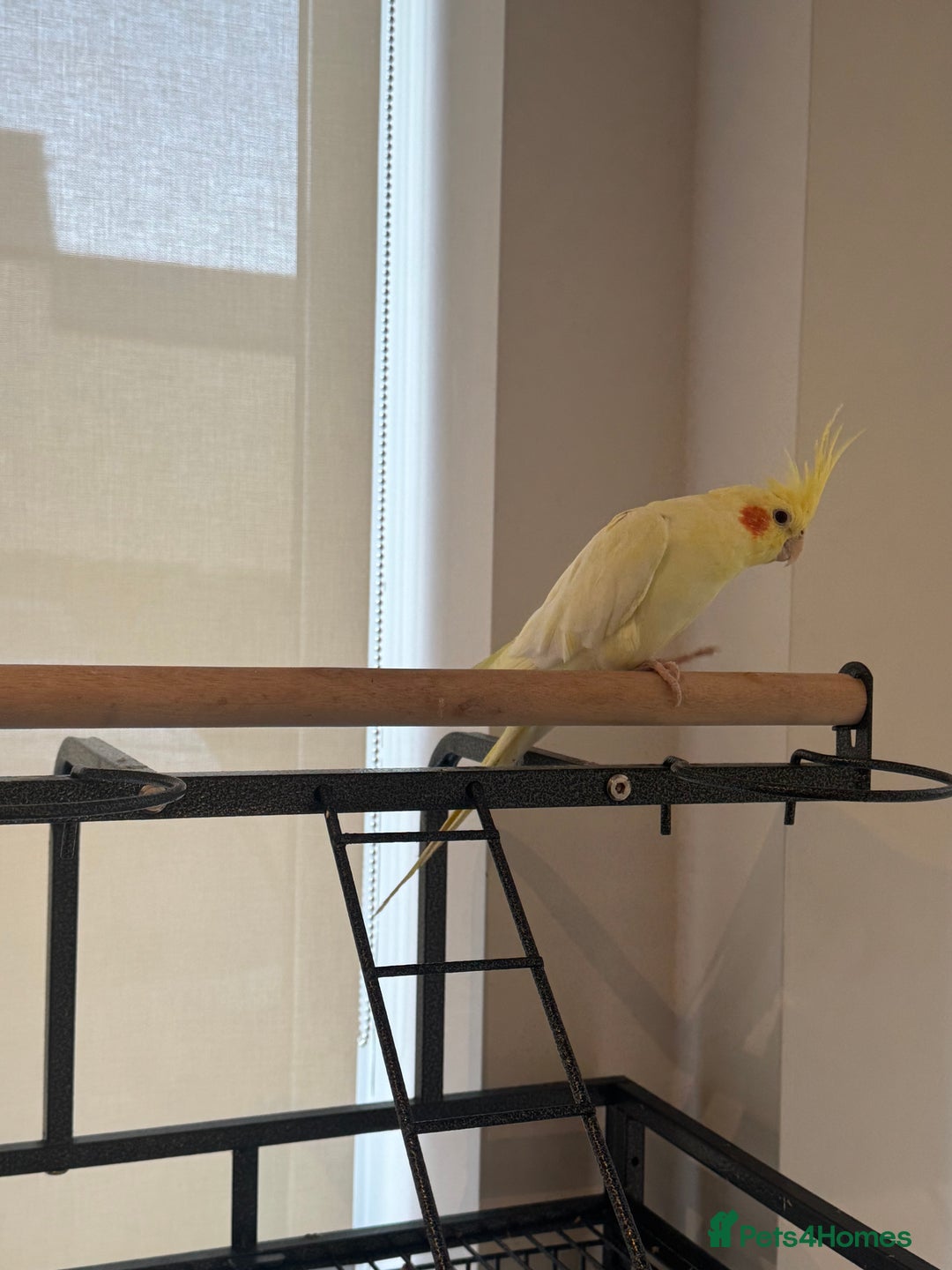 Cockatiels birds for sale: Tame Cockatiel LUTINO 6Months Old - Image 3