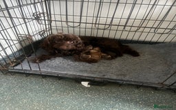 Cockapoo dogs for sale: Chocolate merl Cockapoo puppies  - Image 12