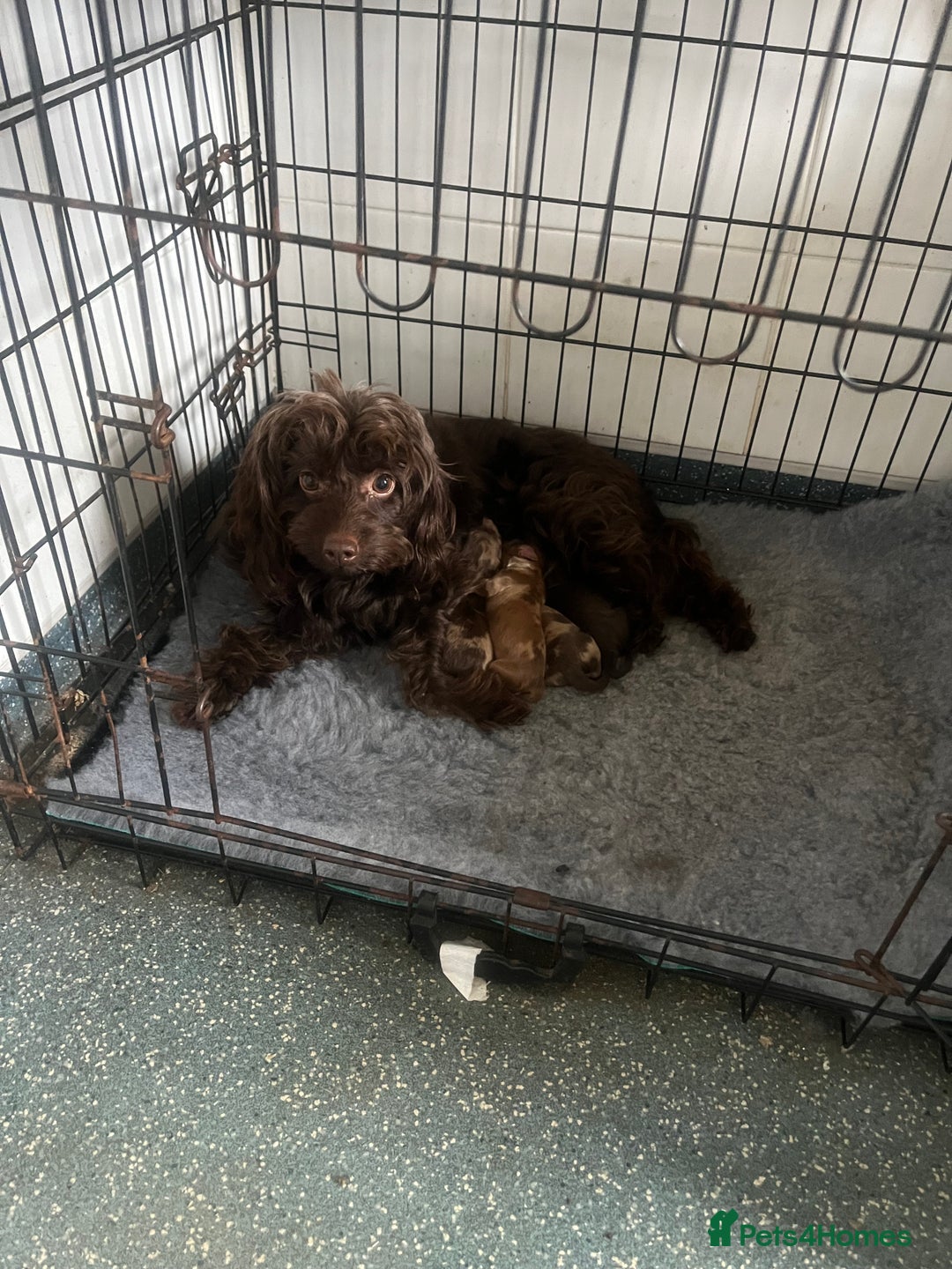 Cockapoo dogs for sale: Chocolate merl Cockapoo puppies  - Image 12