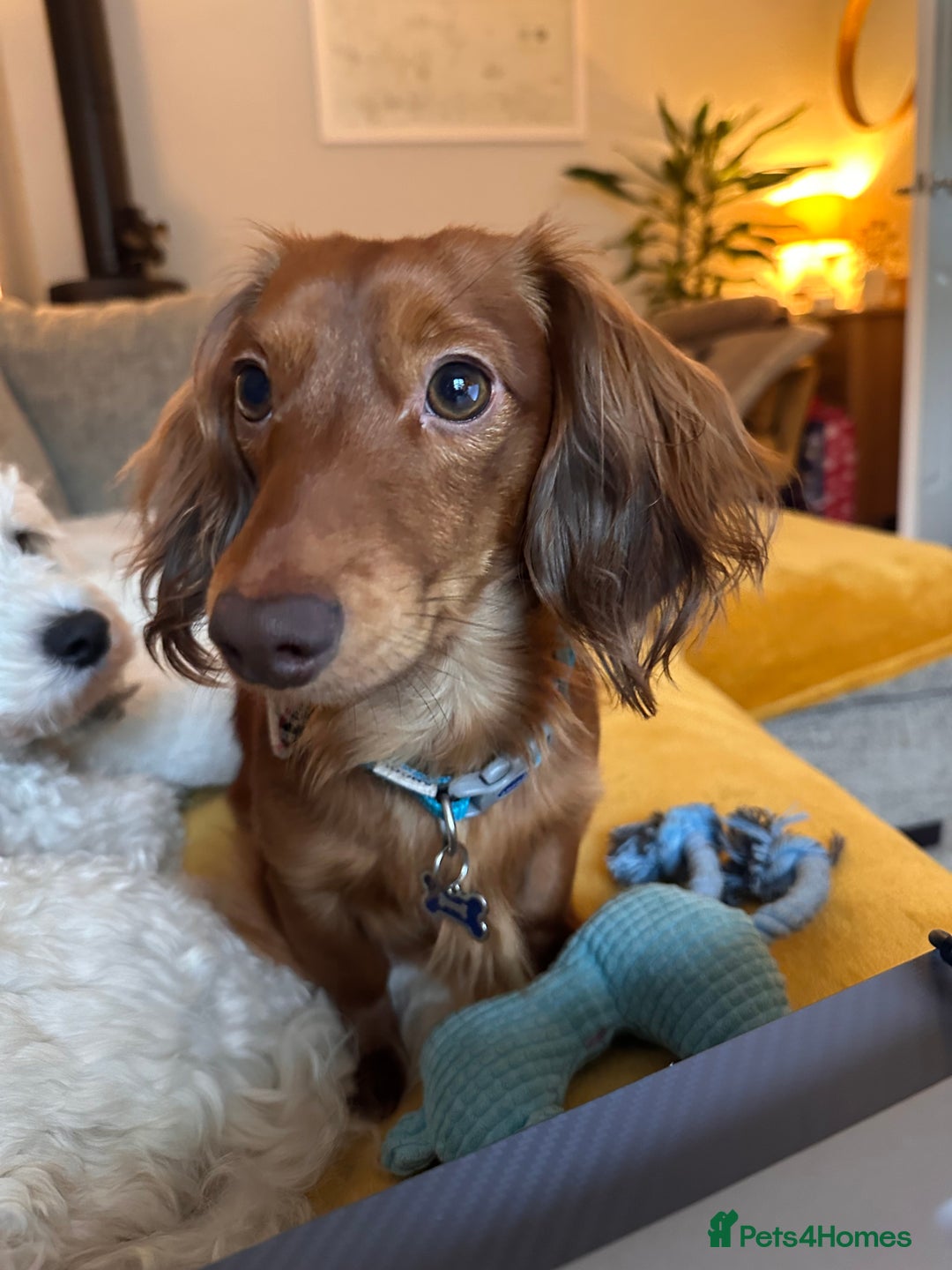Dachshund dogs for stud: Miniature Red Long Haired Dachshund For Stud  - Image 12