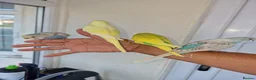 Budgerigars birds for sale: Super hand tamed baby budgies  - Advert 9