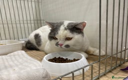 British Shorthair cats for sale: Show quality kittens direct IGrCh, GrCh & Ch lines - Image 16