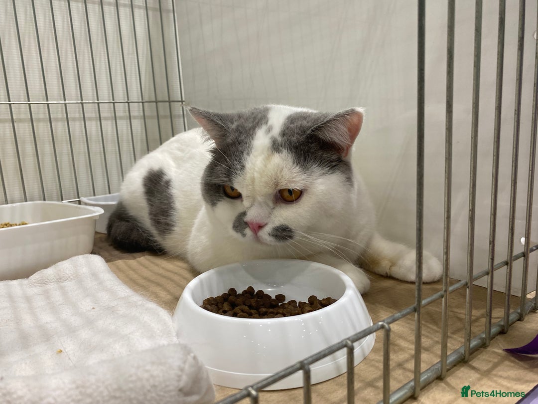 British Shorthair cats for sale: Show quality kittens direct IGrCh, GrCh & Ch lines - Image 16