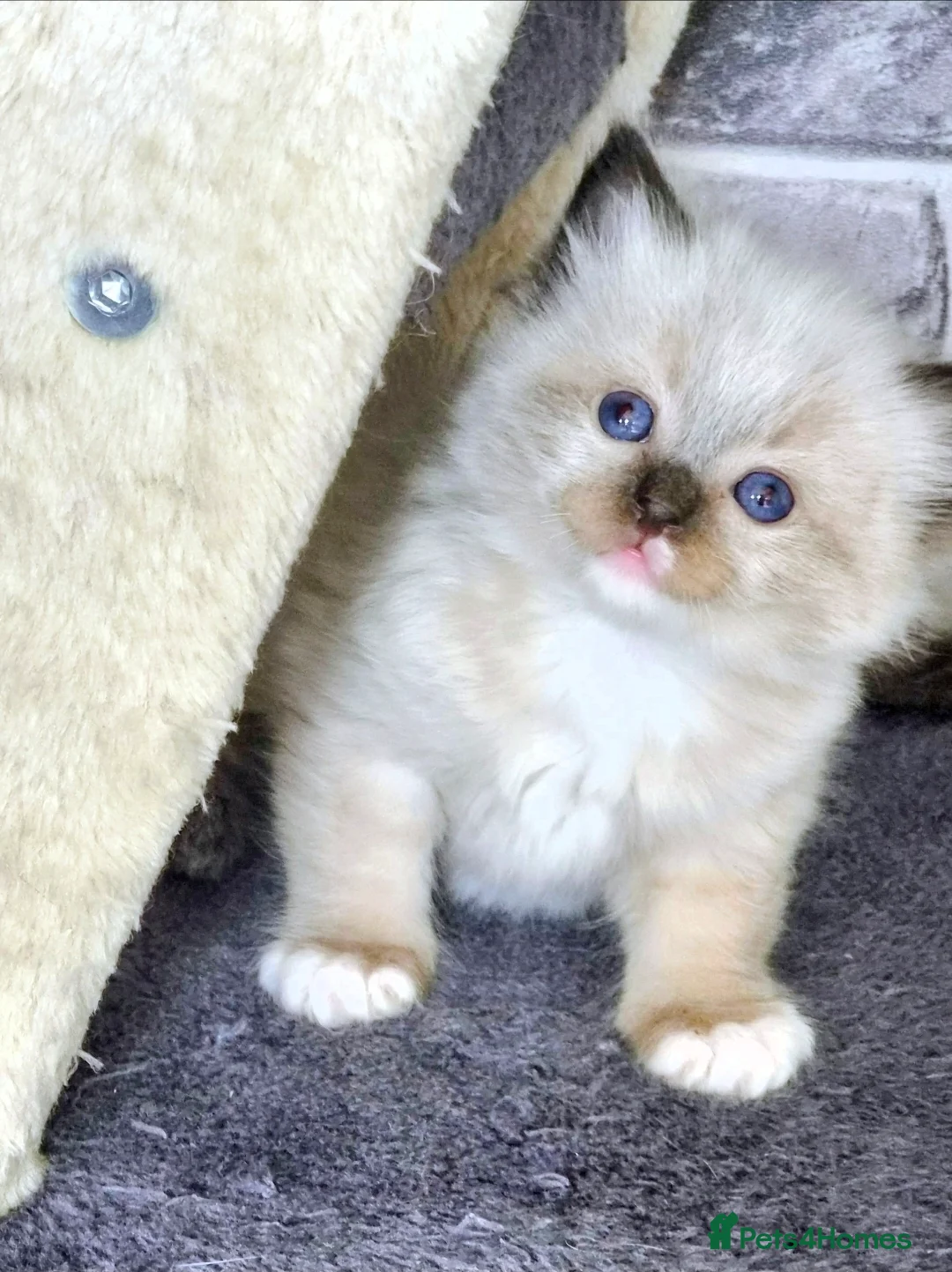 Ragdoll cats for sale: Ragdoll kittens - Advert 2