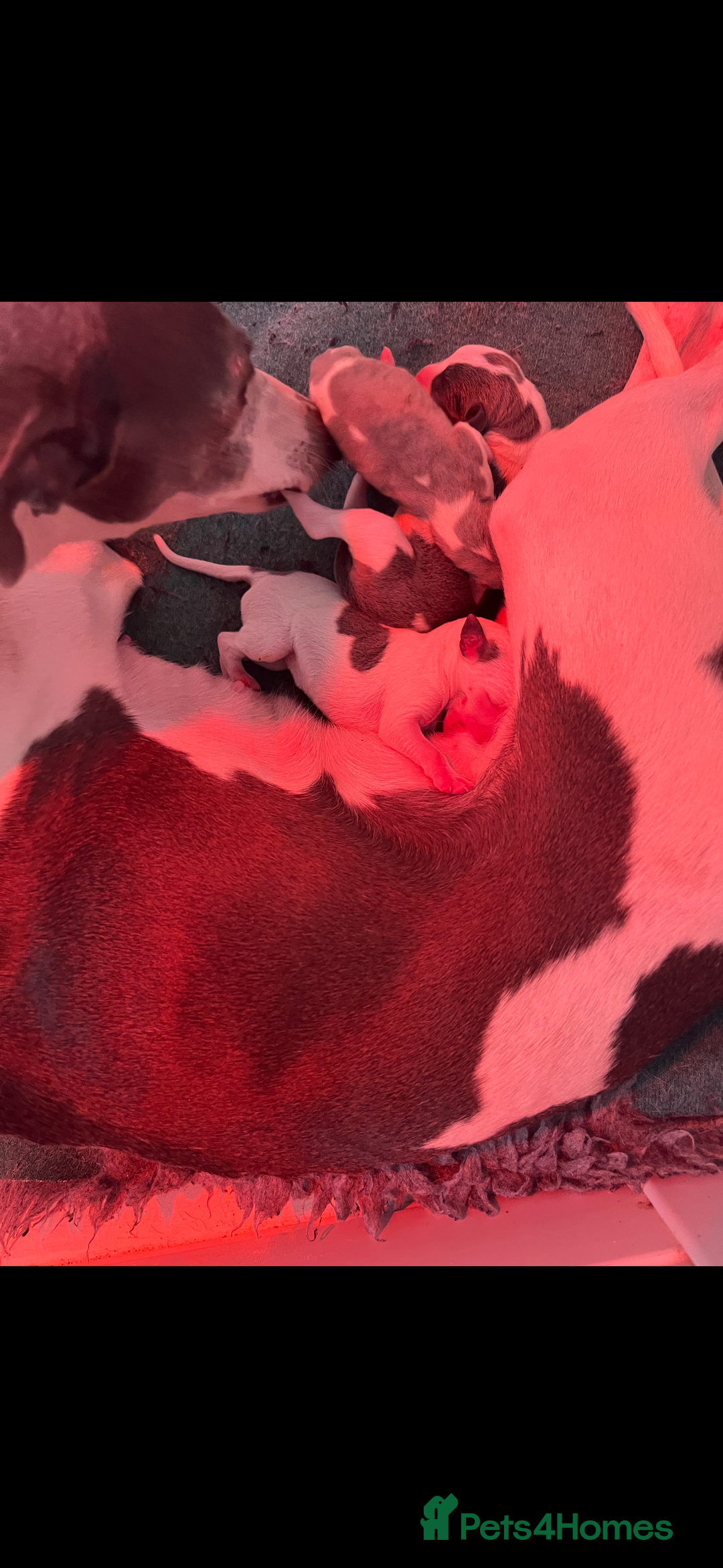 Whippet dogs for sale: KC registered Whippet Pups for Sale - Image 13