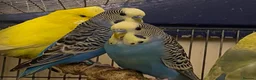 Budgerigars birds for sale: 7 Budgies for sale  - Advert 3